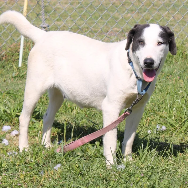 A young medium-sized female White / Cream Labrador Retriever dog named Velma for adoption in Cleveland, MS