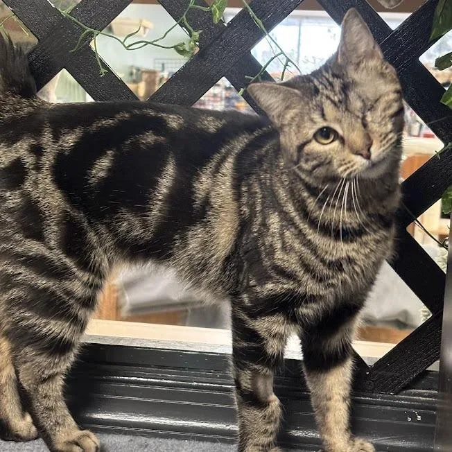 A young large-sized female Buff / Tan / Fawn Domestic Short Hair cat named Marcy for adoption in Kennett Square, PA
