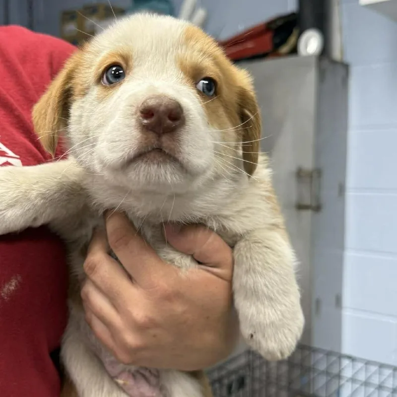 A baby large-sized male Red / Chestnut / Orange Mixed Breed dog named Aaron Hotchner for adoption in Martinsville, VA