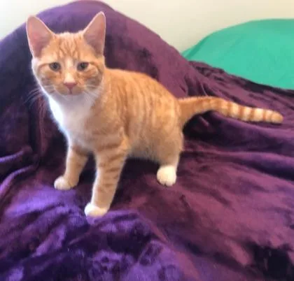 Turmeric thumbnail 3