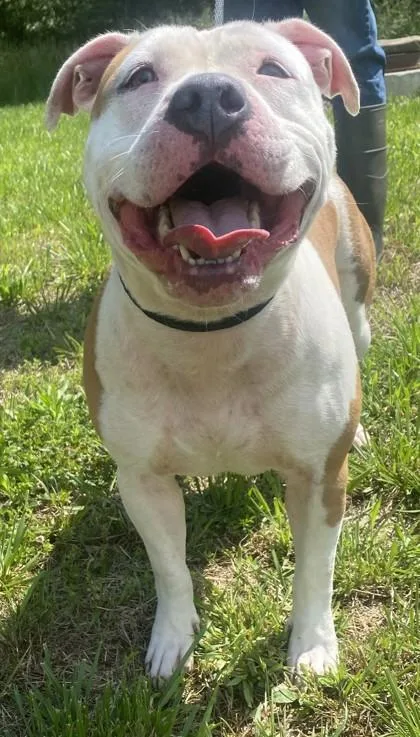 Nyla