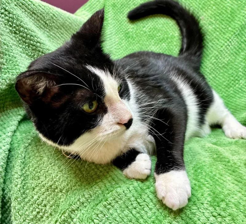 A young large-sized male Domestic Short Hair cat named Crew for adoption in Alexandria, MN