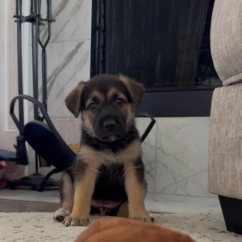 A baby large-sized female Black Shepherd dog named Hershey for adoption in Fort Worth, TX