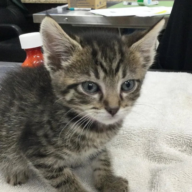 A baby small-sized female Brown / Chocolate Domestic Short Hair cat named Chipmunk for adoption in Marshall, VA