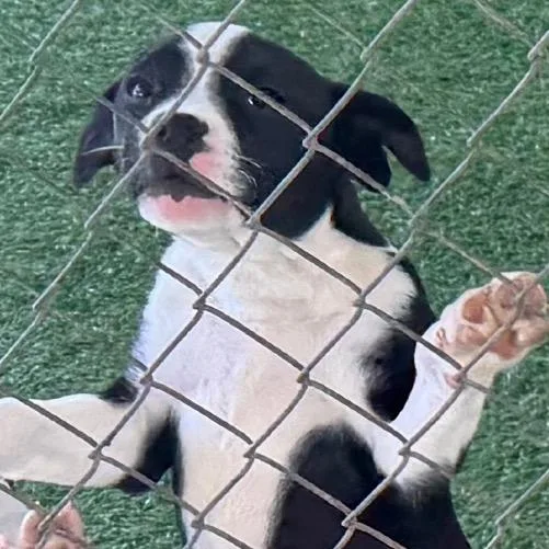 A baby small-sized female Black Mixed Breed dog named Calvin for adoption in Coos Bay, OR