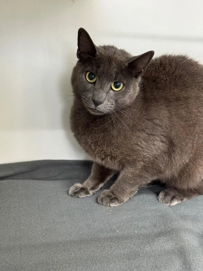 A young large-sized female Domestic Short Hair cat named Barbara for adoption in Sapulpa, OK