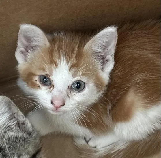 A baby medium-sized female Domestic Short Hair cat named Scrappy for adoption in Dallas, TX