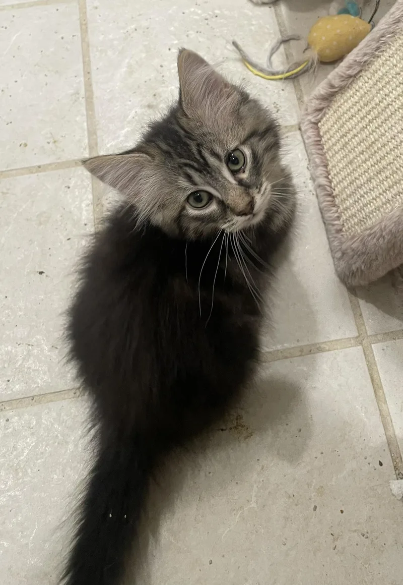 A baby medium-sized male Tabby (Gray / Blue / Silver) Domestic Long Hair cat named Kosmoportofino Petsmart for adoption in Spring, TX