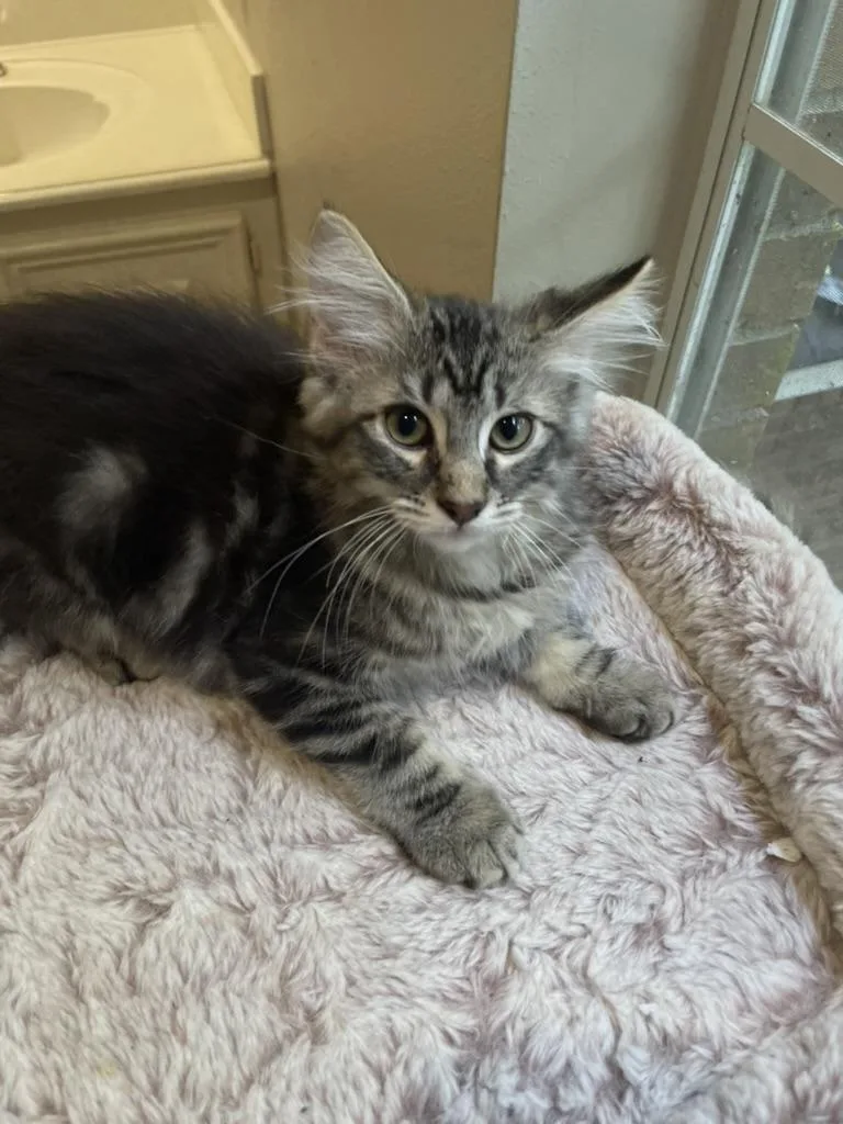 Kosmoportofino Petsmart thumbnail 2