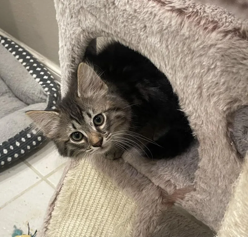 Kosmoportofino Petsmart thumbnail 3