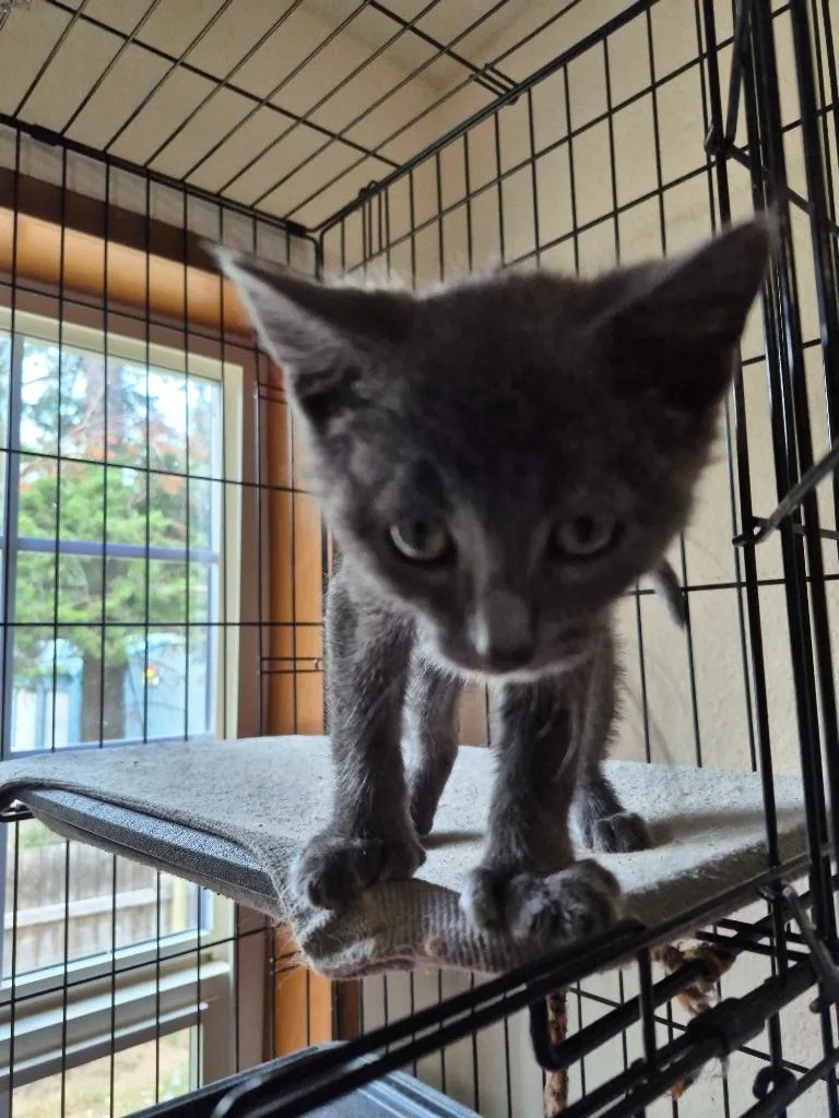A baby small-sized male Extra-Toes Cat / Hemingway Polydactyl cat named Smokey for adoption in Thompson Falls, MT