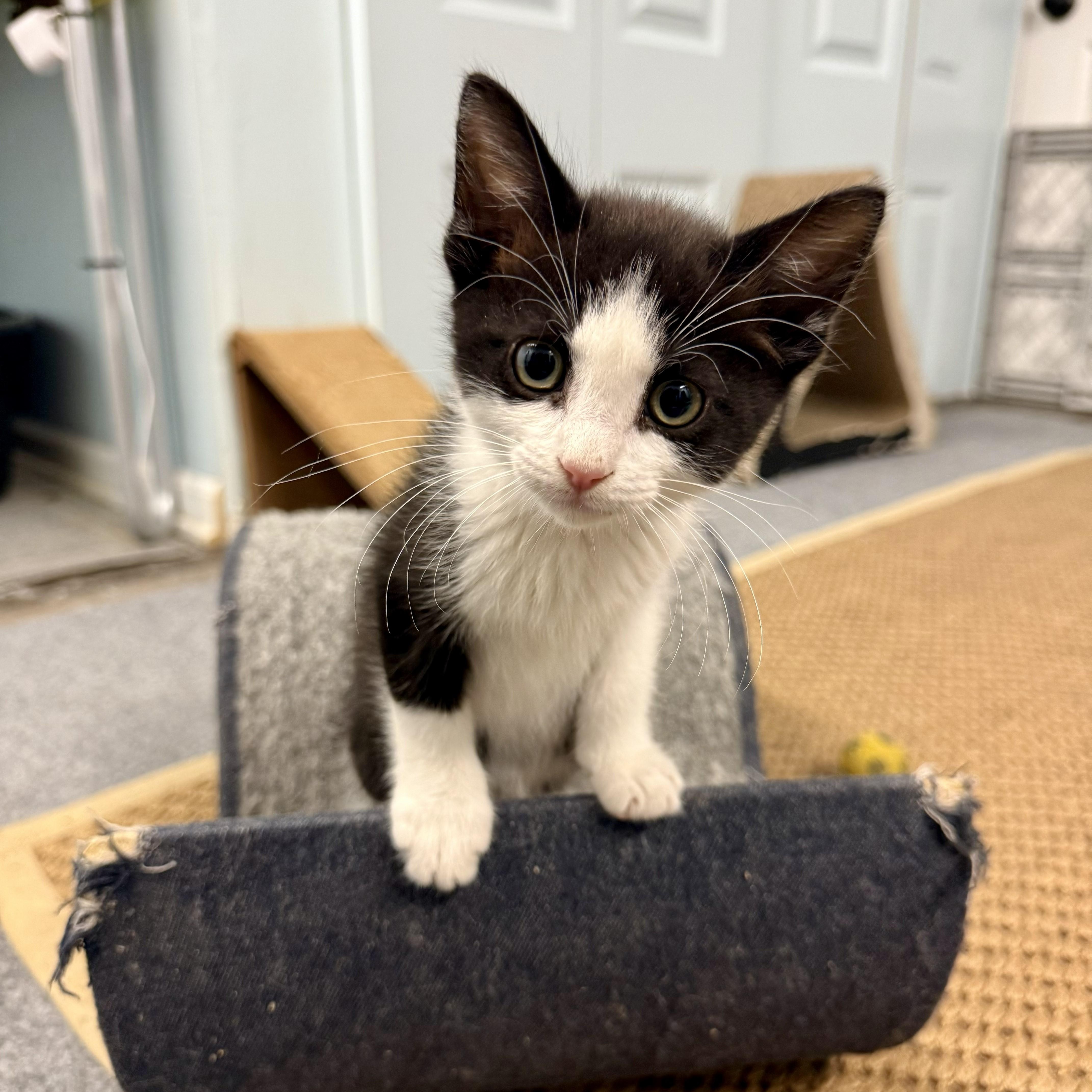 A baby medium-sized male Black Domestic Short Hair cat named Gnocchi for adoption in Chicago, IL