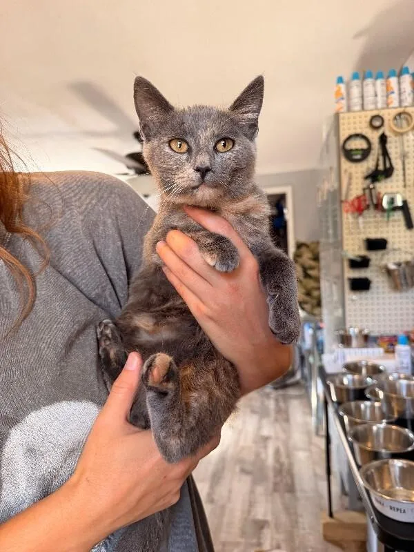 A young medium-sized female Domestic Short Hair cat named Cinder for adoption in Chattanooga, TN