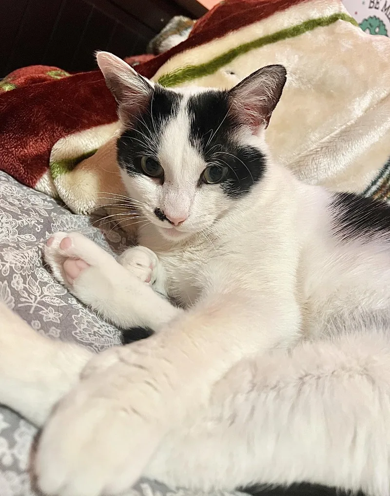 An adult medium-sized female Black & White / Tuxedo Domestic Short Hair cat named Jovie for adoption in Nutley, NJ