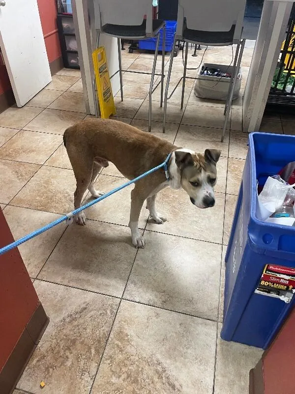 An adult large-sized male Brown / Chocolate Mixed Breed dog named Winston Bishop for adoption in Cincinnati, OH