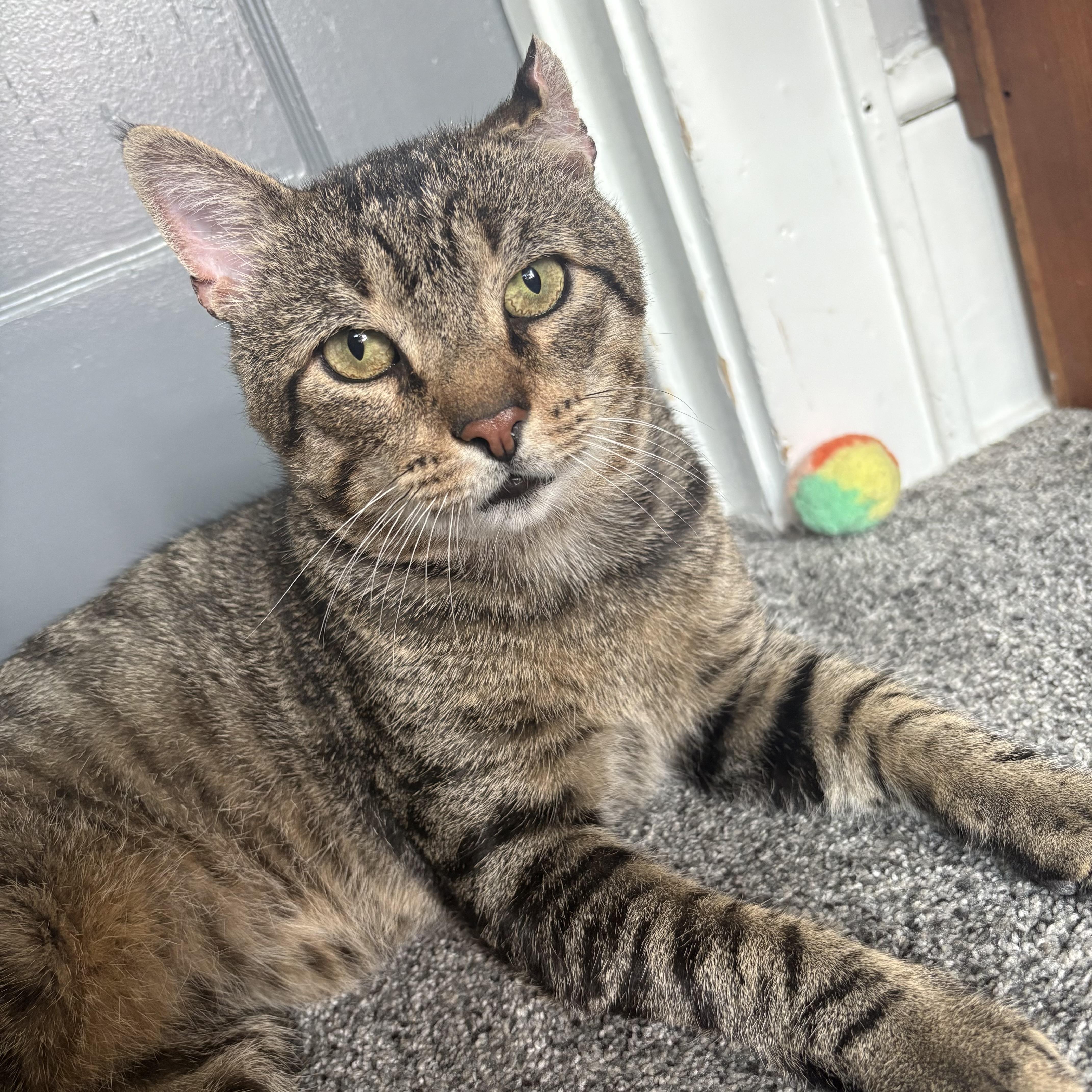 An adult large-sized male Tabby (Brown / Chocolate) Domestic Short Hair cat named Kramer for adoption in Mayfield, NY