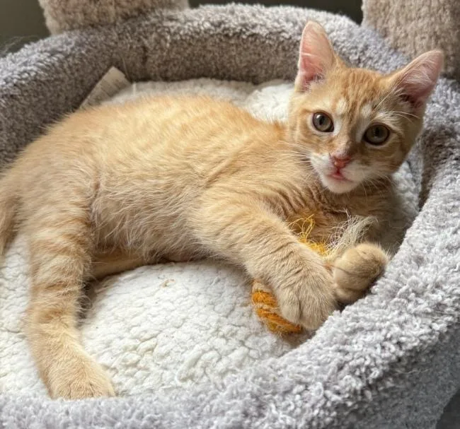 A baby small-sized male Orange / Red Domestic Short Hair cat named Tomtom for adoption in Kenosha, WI