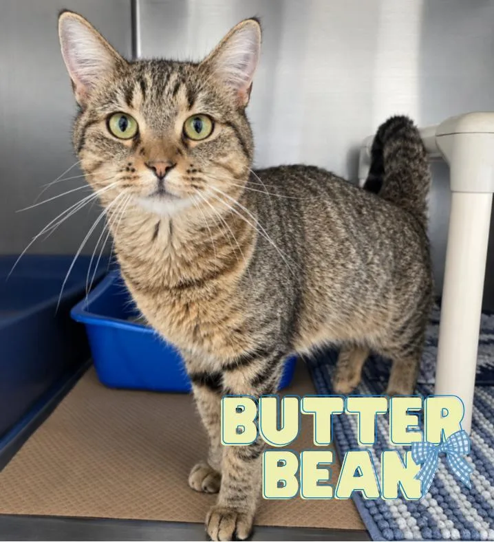 A young medium-sized female Tabby (Brown / Chocolate) Domestic Short Hair cat named Butterbean for adoption in Nevada, IA