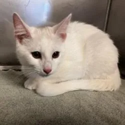 A baby medium-sized male Domestic Short Hair cat named Latte for adoption in Brenham, TX