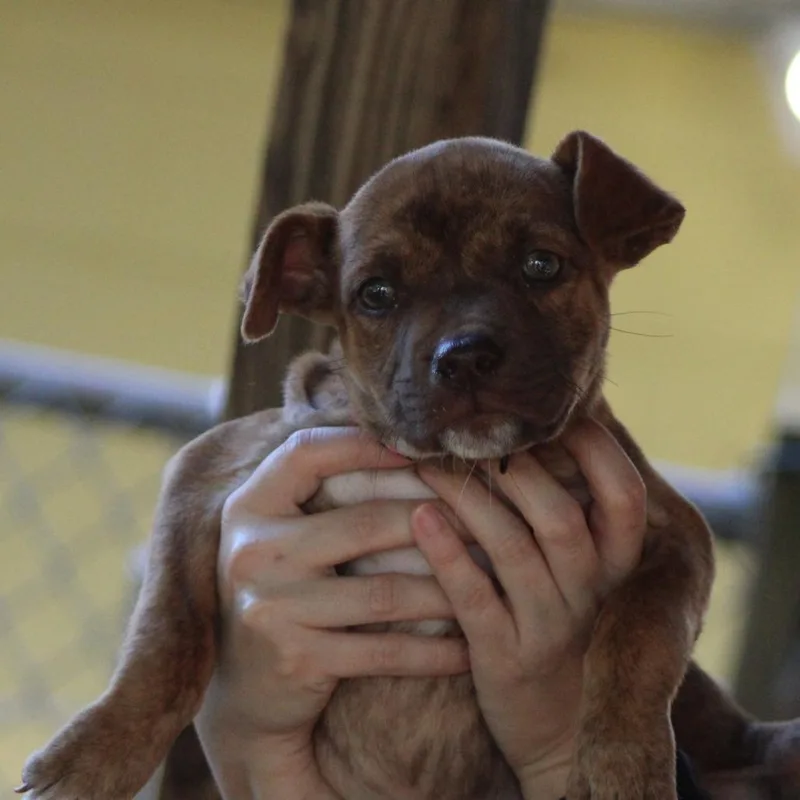 A baby small-sized female Brindle Mixed Breed dog named Jade for adoption in Valley, AL