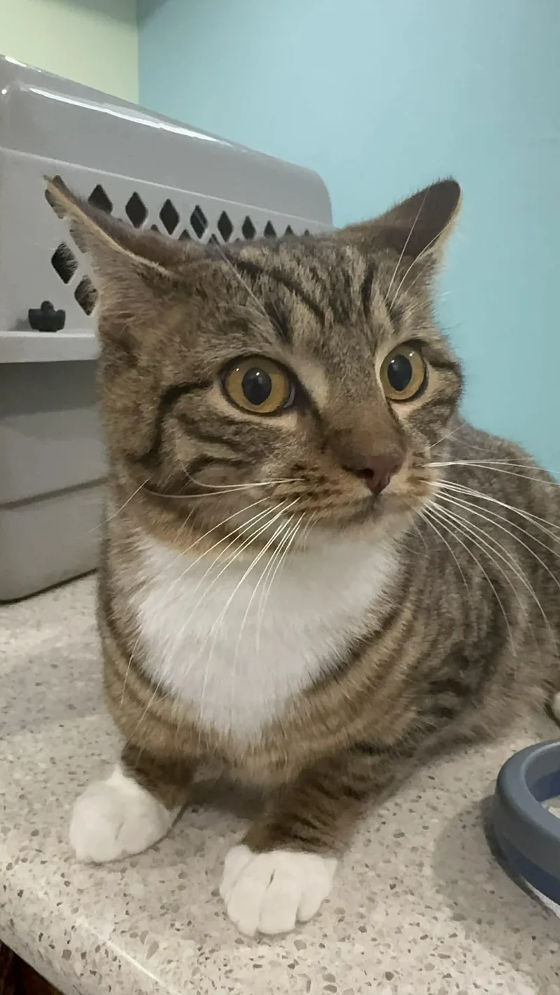 A young medium-sized male Tabby (Buff / Tan / Fawn) Domestic Short Hair cat named Ekans for adoption in Woodstock, CT