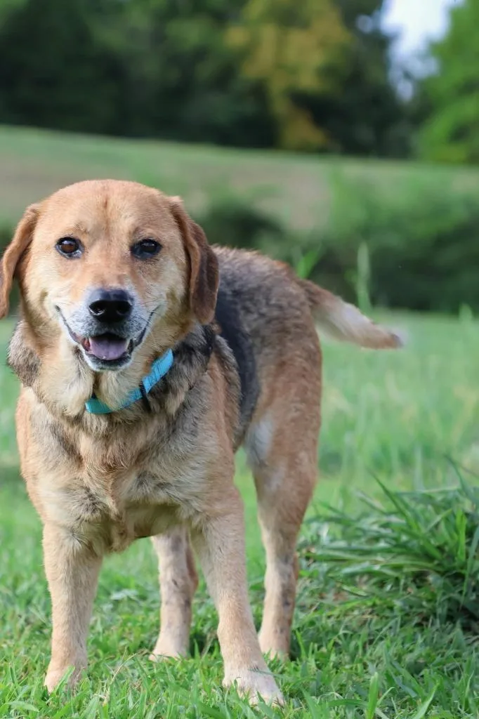 An adult medium-sized male Mixed Breed dog named Jax for adoption in Columbia, TN