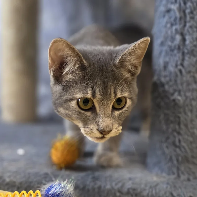 A baby medium-sized female Tabby (Gray / Blue / Silver) Domestic Short Hair cat named Persimmon for adoption in Lowell, AR