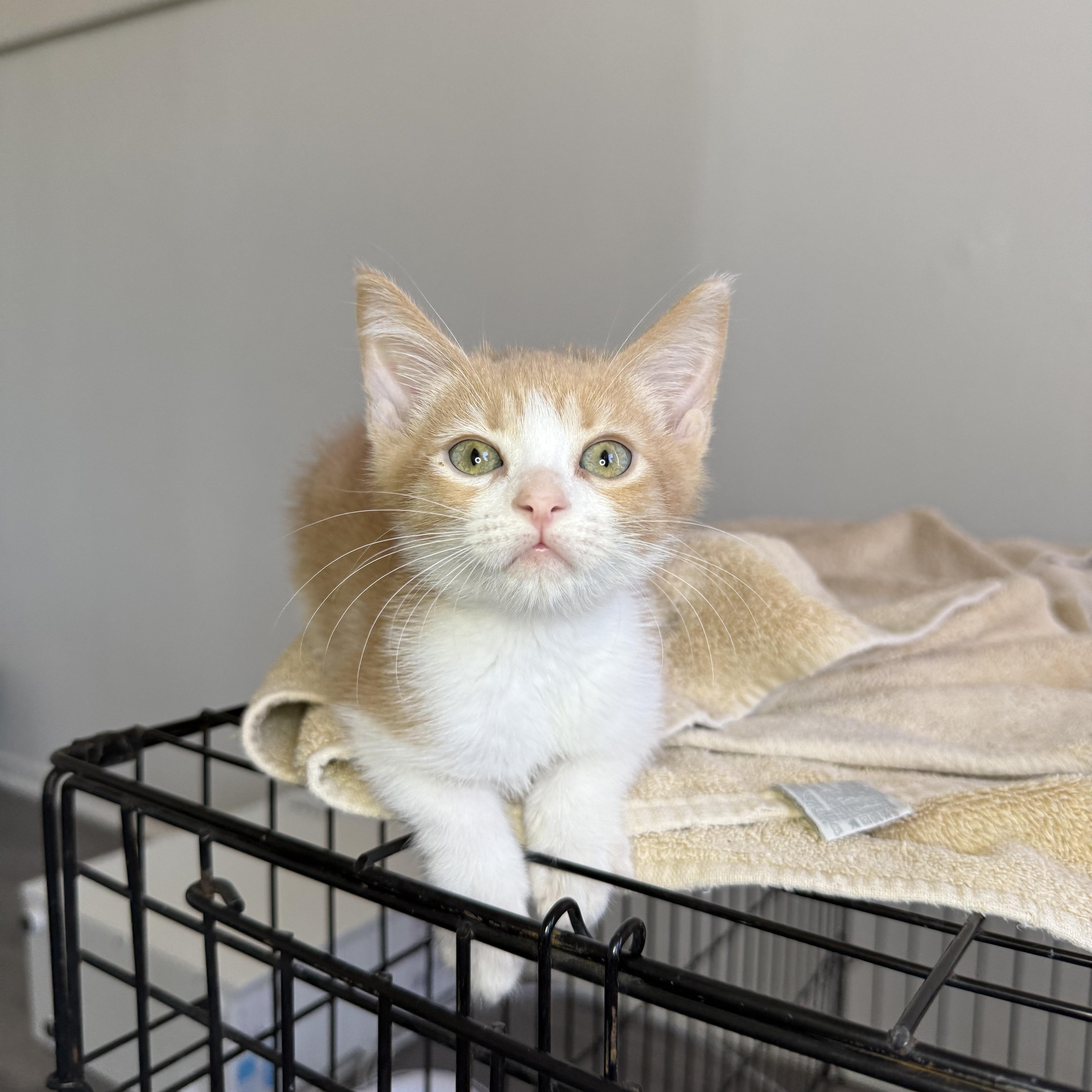 A young medium-sized male Orange & White Domestic Short Hair cat named Lewis for adoption in Mount Rainier, MD