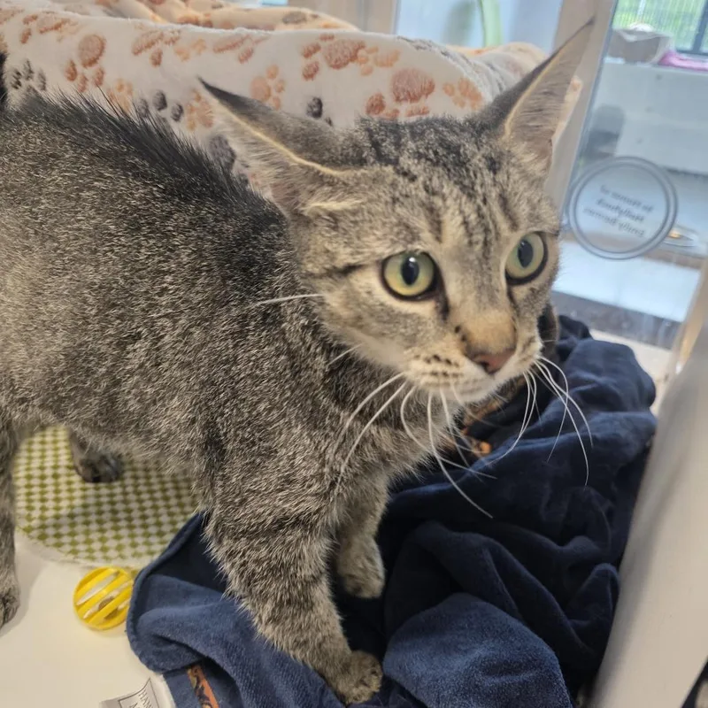 A senior medium-sized female Brown / Chocolate Domestic Short Hair cat named Star for adoption in Fort Wayne, IN