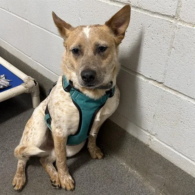 A young medium-sized male Australian Cattle Dog / Blue Heeler dog named Trace for adoption in Huntsville, AL