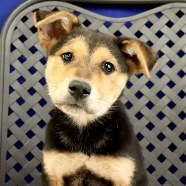 A baby medium-sized female German Shepherd Dog dog named Odessa for adoption in Fort Davis, TX