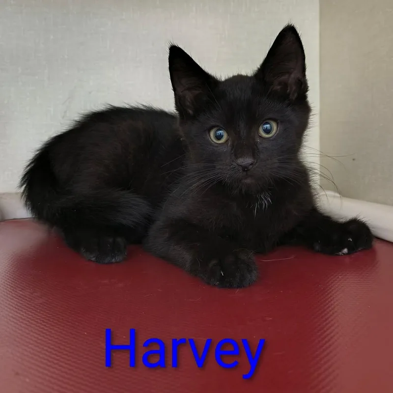 A baby large-sized male Black Domestic Short Hair cat named Harvey for adoption in Saint Marys, PA