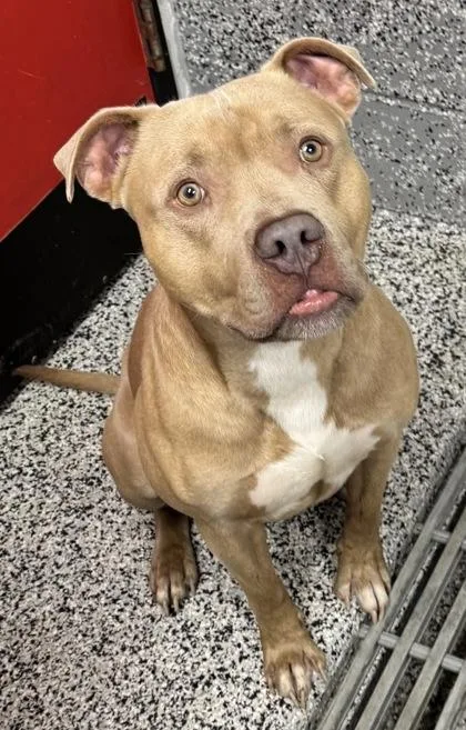 An adult medium-sized male Mixed Breed dog named Nino for adoption in West Chester, PA