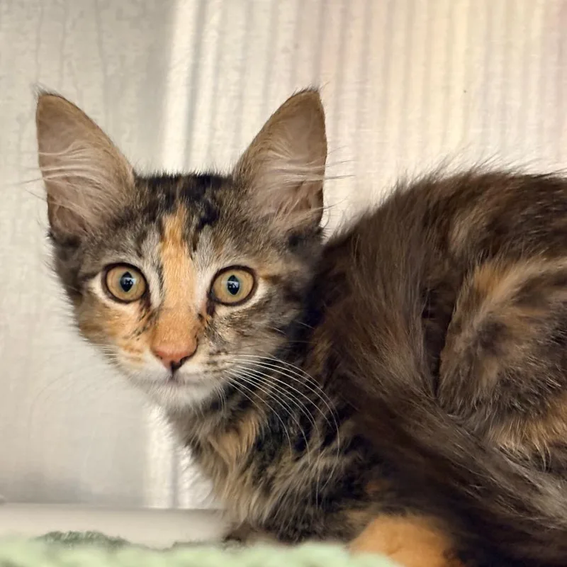 Rhaena