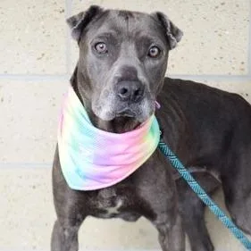 An adult medium-sized female Gray / Blue / Silver Labrador Retriever dog named Doja for adoption in Nampa, ID