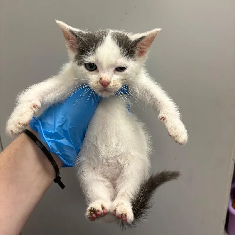 A baby small-sized male White Domestic Short Hair cat named Dot for adoption in Columbiana, AL
