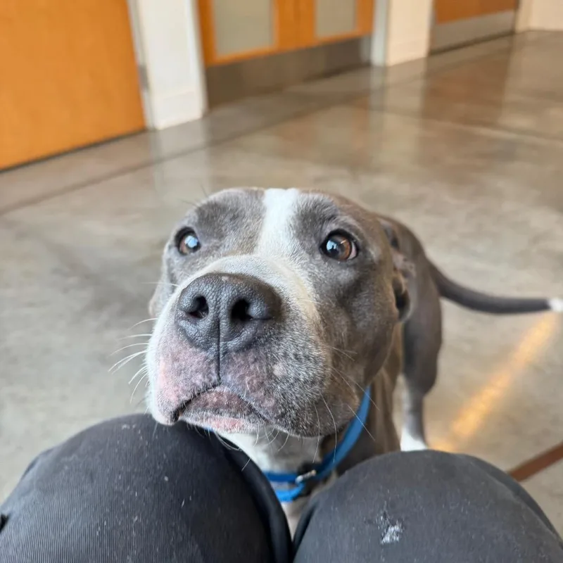 An adult medium-sized female Mixed Breed dog named Parachute for adoption in Pittsburgh, PA
