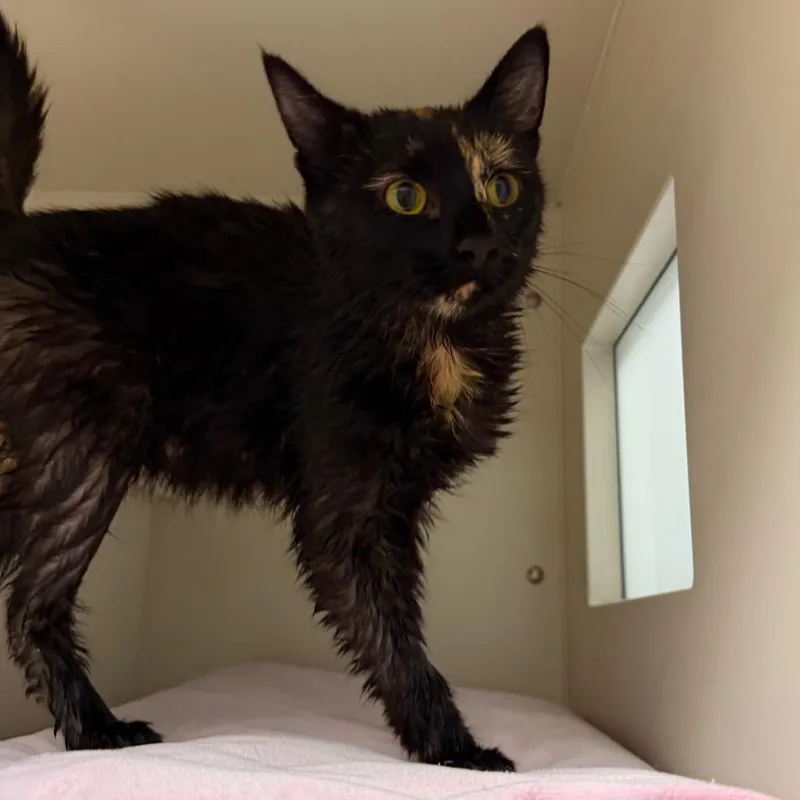An adult medium-sized female Tortoiseshell Domestic Short Hair cat named Oolong for adoption in Fairport, NY