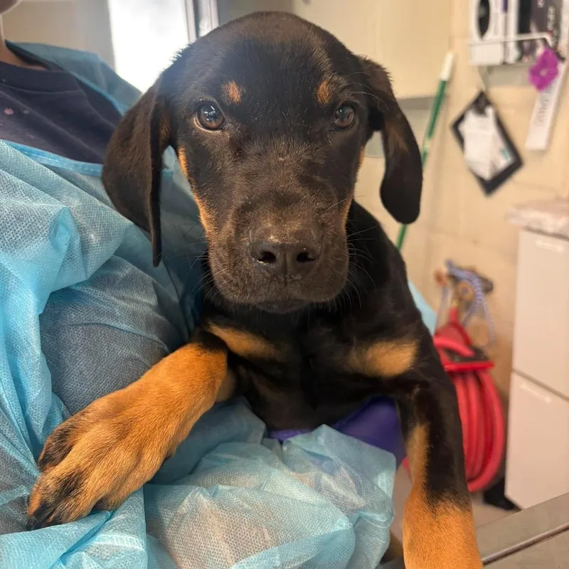 A baby small-sized male Black Mixed Breed dog named Liam for adoption in Huntington, WV