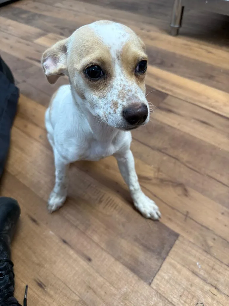 A baby small-sized female Chihuahua dog named Belle for adoption in Fayetteville, TN