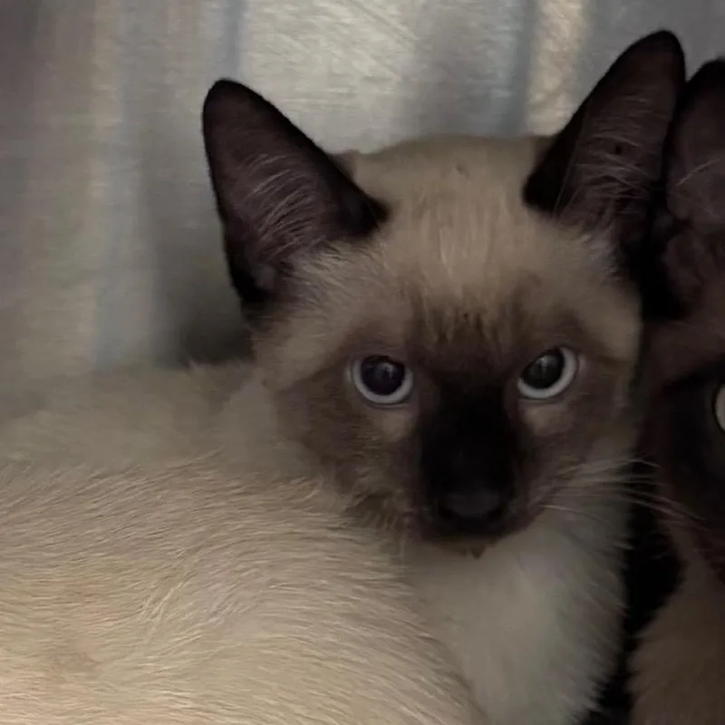 A baby small-sized male Seal Point Domestic Short Hair cat named Tidal for adoption in Norman, OK