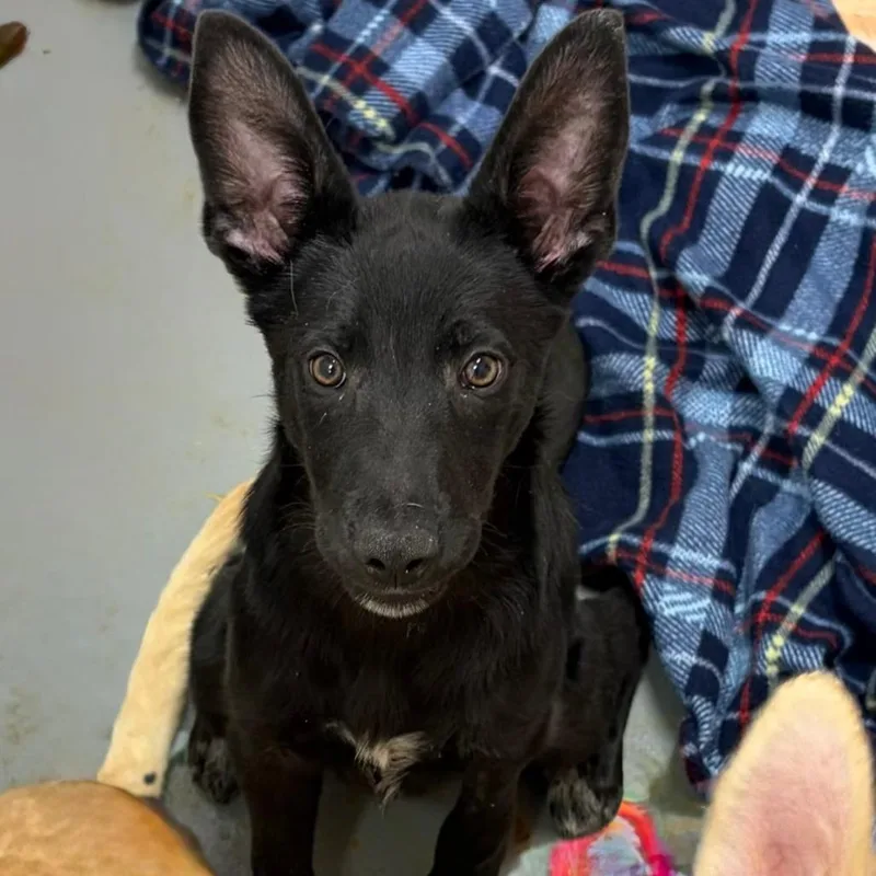 A baby medium-sized female Black Shepherd dog named Bebe for adoption in Austin, TX