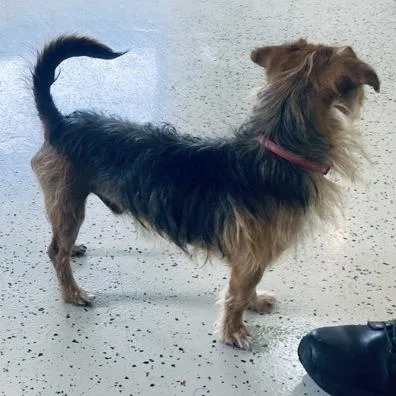 An adult small-sized male Black Terrier dog named Gideon for adoption in Erie, PA
