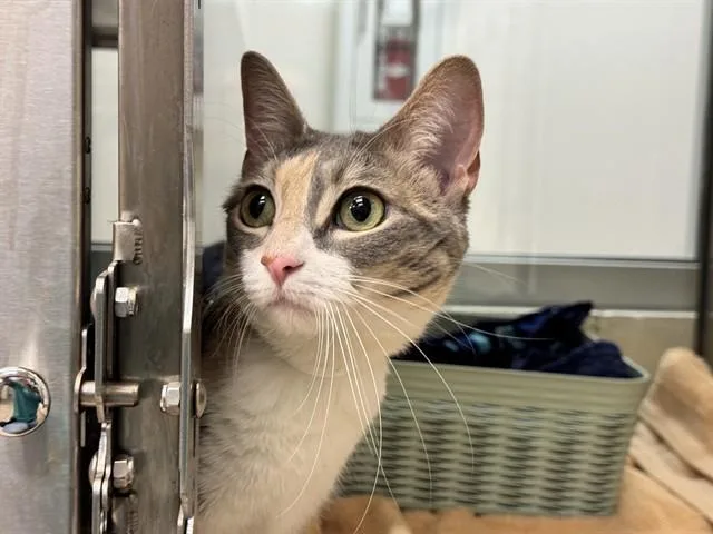 An adult small-sized female Domestic Short Hair cat named Cookie Dough for adoption in Pueblo, CO