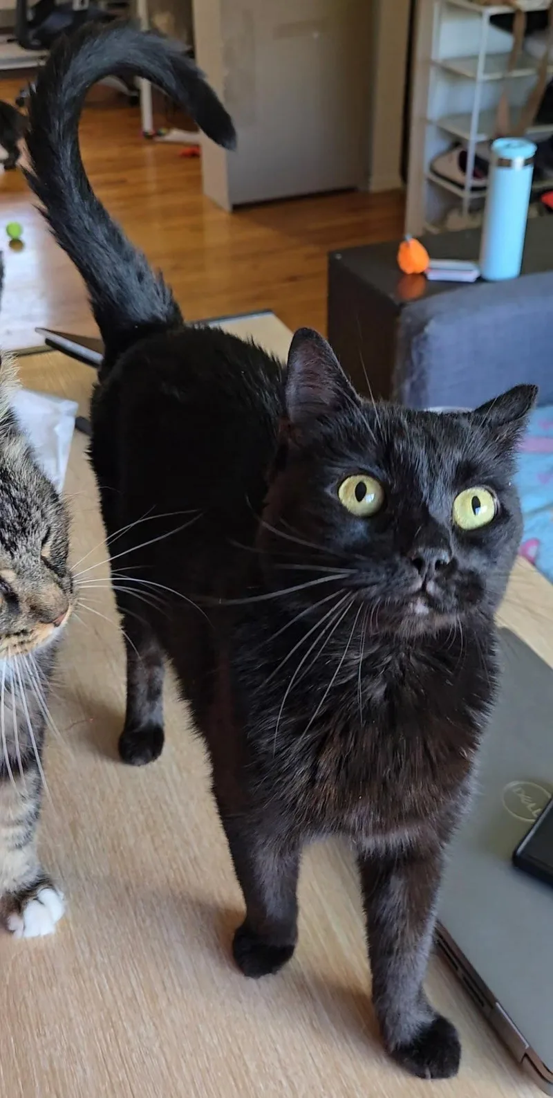 An adult medium-sized female Black Domestic Short Hair cat named Tamso for adoption in Rockaway, NJ