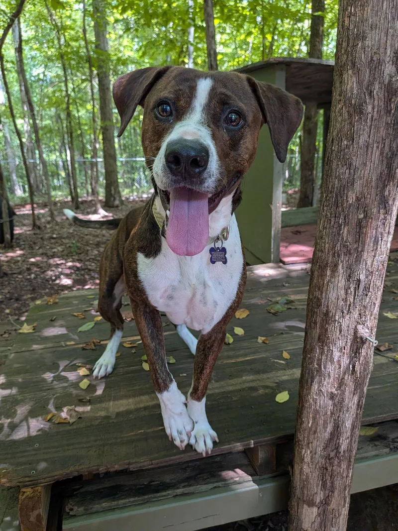 A young large-sized male Mixed Breed dog named Watson for adoption in Mc Cormick, SC