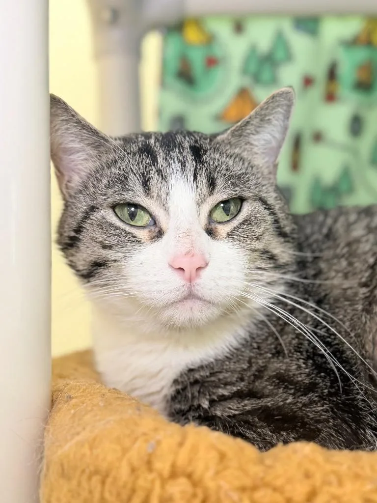 An adult medium-sized female Domestic Short Hair cat named Pepper for adoption in Menomonie, WI