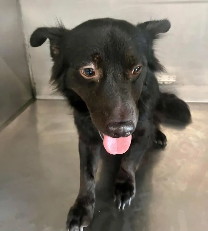 A young medium-sized male Pomeranian dog named Torque for adoption in North Vernon, IN