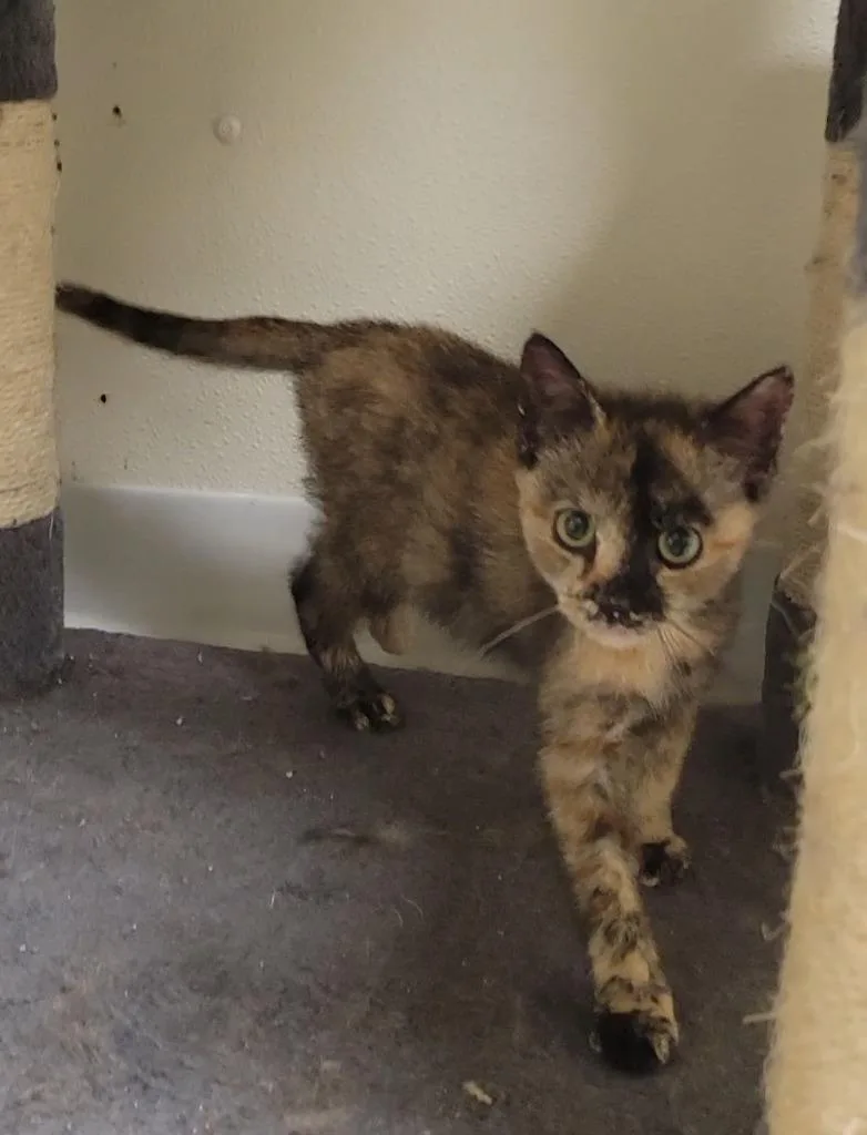 A baby medium-sized female Domestic Short Hair cat named Valentine for adoption in Sandusky, OH