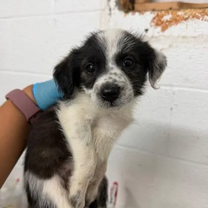 A baby small-sized male Poodle dog named Burger for adoption in Morton Grove, IL